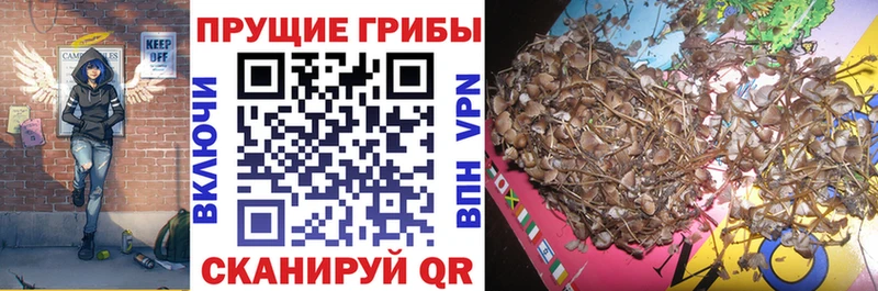 Псилоцибиновые грибы мицелий даркнет сайт Магадан