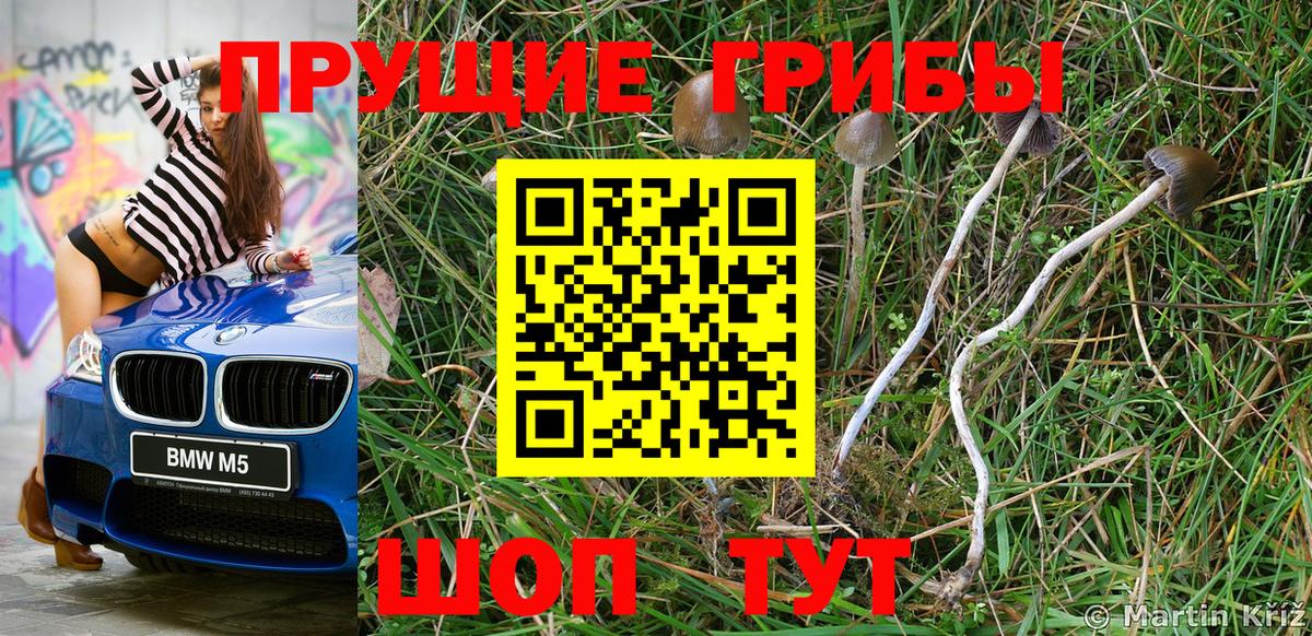 Галлюциногенные грибы Psilocybine cubensis Магадан